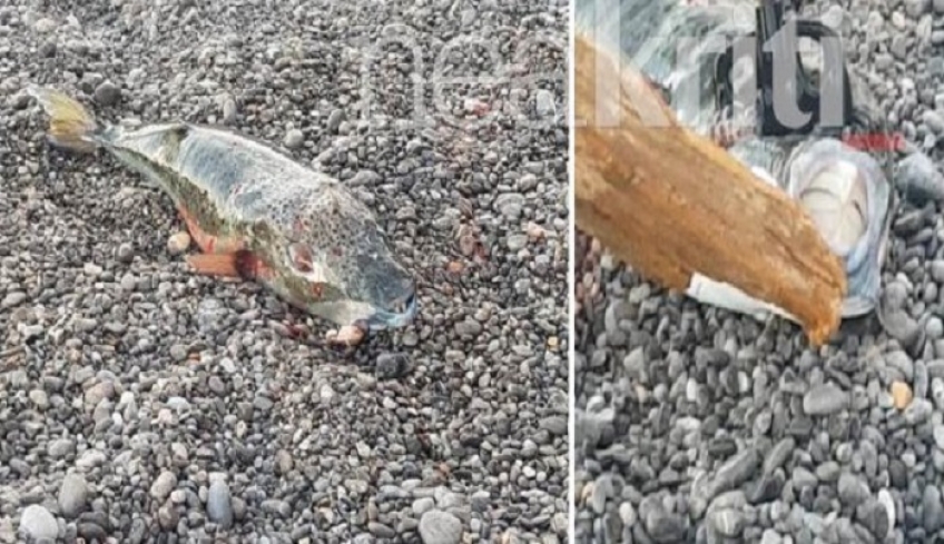 Λασίθι: Λαγοκέφαλος επιτέθηκε σε 16χρονο σε παραλία της Σητείας (vid)