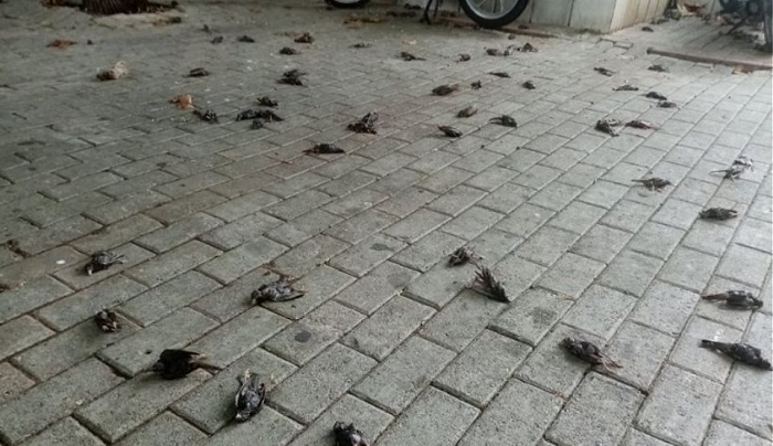 Κακοκαιρία: Απίστευτες εικόνες στη Χαλκίδα με εκατοντάδες νεκρά πουλιά στην παραλία
