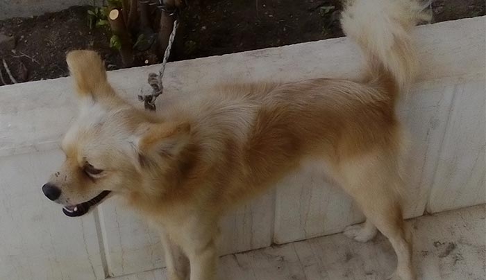 ΒΡΕΘΗΚΕ το εικονιζόμενο σκυλάκι, γνωρίζετε σε ποιον ανήκει;