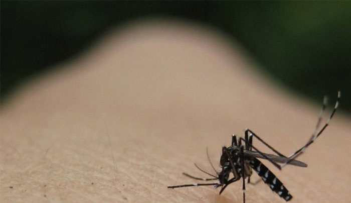 «Επελαύνει» ο ιός του Δυτικού Νείλου: 45 νέα κρούσματα και έξι θάνατοι την τελευταία εβδομάδα
