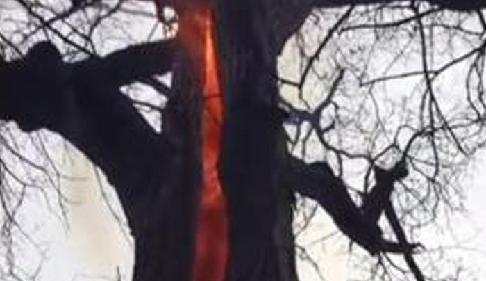 «Το δέντρο του διαβόλου» – Καίγεται μόνο το εσωτερικό του (βίντεο)
