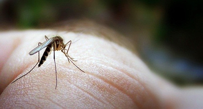 Πώς να μη μας τσιμπήσει ούτε ένα κουνούπι φέτος!