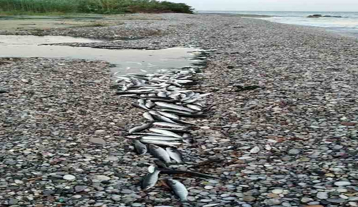 Νεκρά ψάρια σε παραλία της Ρόδου – Εξηγήσεις και μέτρα από το δήμο ζητά το ΚΚΕ