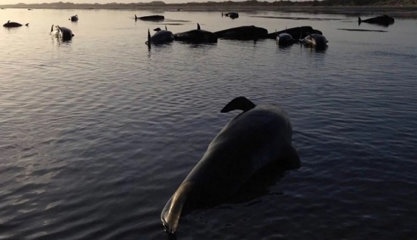 Περίπου 50 φάλαινες - πιλότοι εκβράσθηκαν στις νότιες ακτές της Ισλανδίας