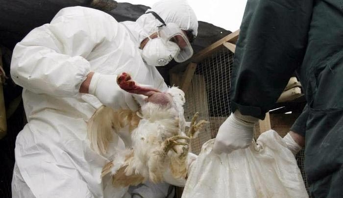 Οκτώ χώρες ανέστειλαν εισαγωγές πουλερικών από Γαλλία λόγω της γρίπης των πτηνών