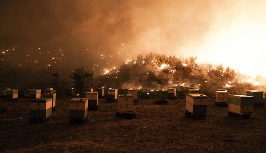 Η άλλη όψη της καταστροφής – Κάηκαν 9.000 μελισσοσμήνη και χάθηκαν 10.000 τόνοι πευκόμελου ετησίως
