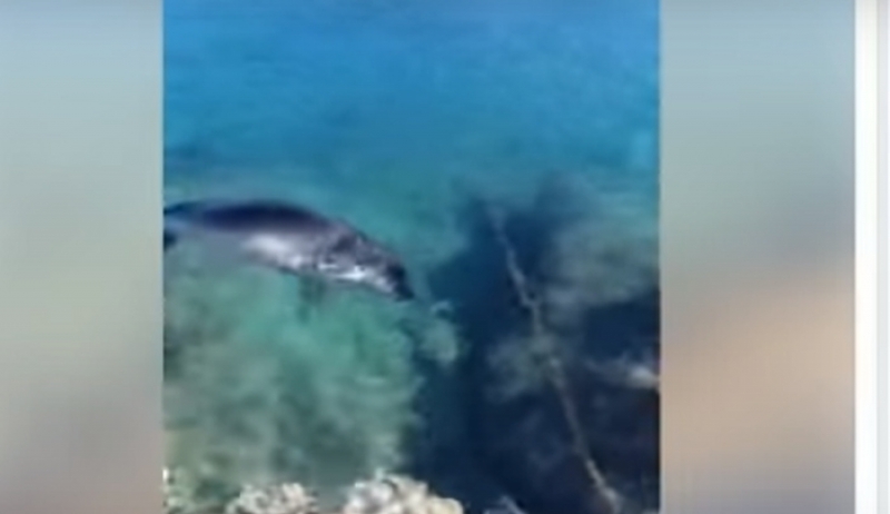 Το όμορφο θέαμα μιας φώκιας να κολυμπά σε παραλία της Καλύμνου (βίντεο)