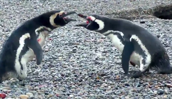 Πιγκουίνος γυρνά στη φωλιά του, βρίσκει την γυναίκα του με άλλον και χύνεται αίμα [βίντεο]