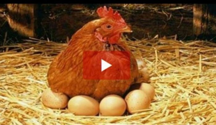 Η κότα έκανε το αβγό ή το αβγό την κότα; Ιδού η απάντηση (Βίντεο)