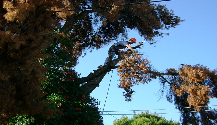 Κλάδεμα δέντρων στις Δημοτικές Κοινότητες Ασφενδιού - Πυλιού