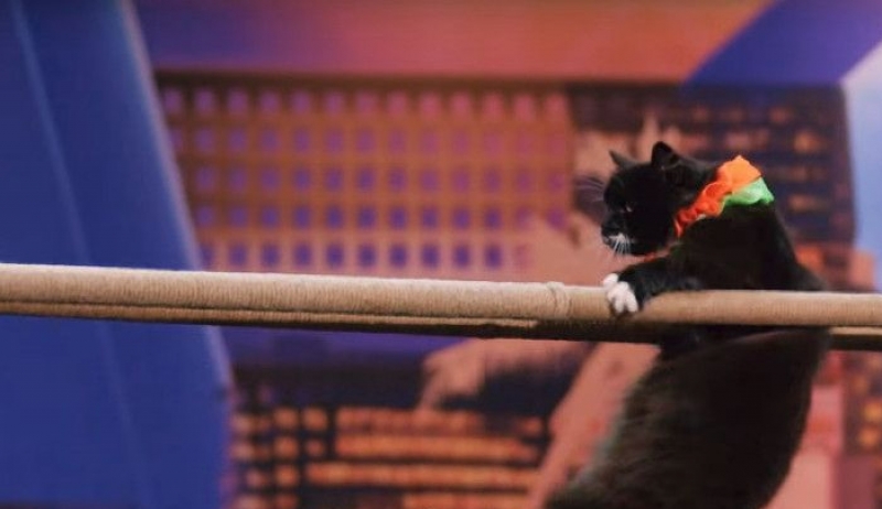Κανείς δεν μπορεί να πιστέψει όσα κάνουν αυτές οι γάτες στο «America&#039;s Got Talent»