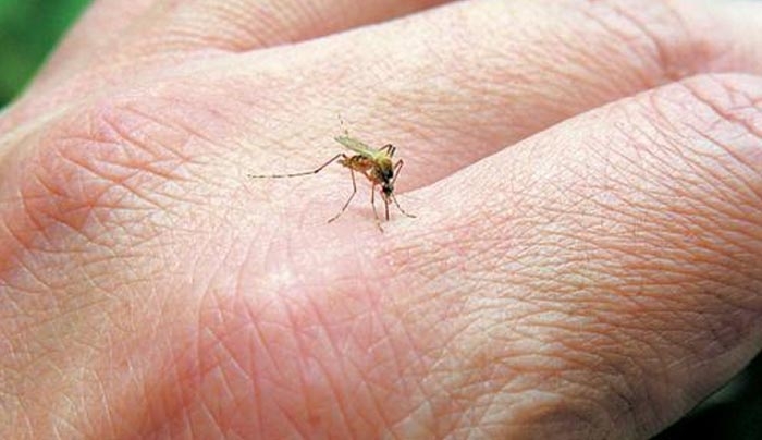 Μεταλλαγμένα κουνούπια το «φάρμακο» για την ελονοσία