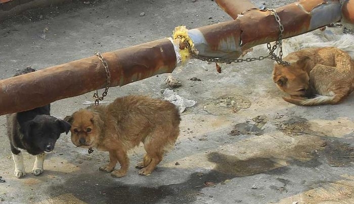 Δίκες-εξπρές για τους βασανιστές ζώων