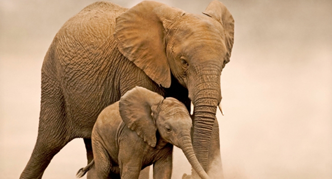 Aπειλούνται με εξαφάνιση οι ελέφαντες της Αφρικής