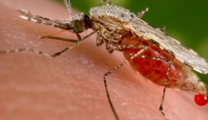 Γενετικά τροποποιημένα κουνούπια έριξε στη μάχη για τον ιό Ζίκα η Βραζιλία