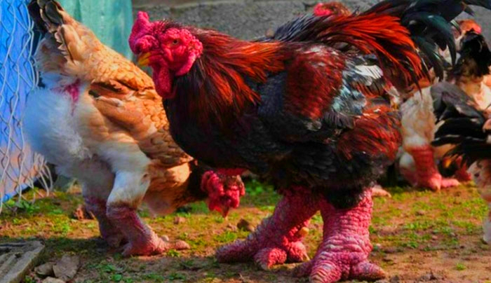Το κοτόπουλο με τα πόδια δράκου
