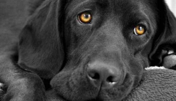 Η διαστροφή στο μεγαλείο της…Βιασμοί σκύλων σε οίκους ανοχής στη Γερμανία!!! (ΣΚΛΗΡΕΣ ΕΙΚΟΝΕΣ)