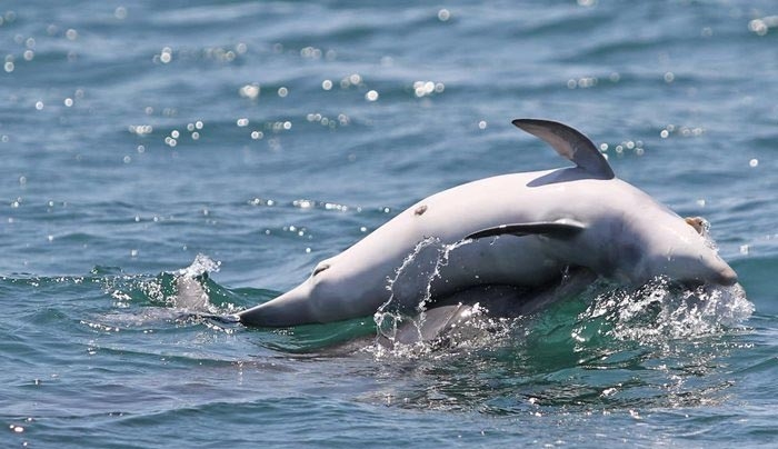 Σπαρακτικό βίντεο: Μαμά δελφίνι αρνείται να εγκαταλείψει το νεκρό μωρό της!