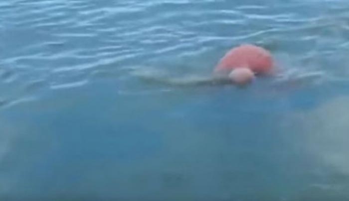 Για να αποφύγει το πνιγμό μέσα στη θάλασσα χτυπά το νερό τρεις φορές - Το αποτέλεσμα; Απίστευτο!
