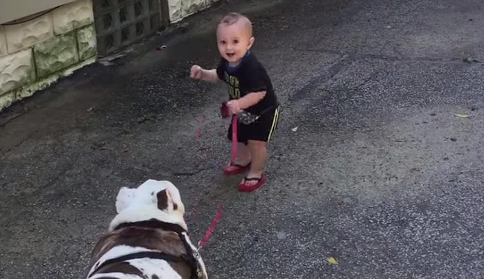 Μωρό προσπαθεί μάταια να παρακινήσει το μπουλντόγκ για βόλτα! (Βίντεο)