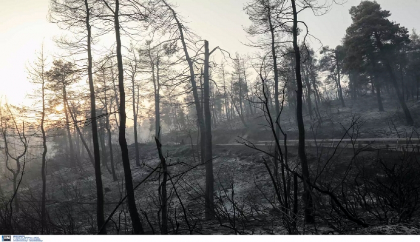 Υποχρεωτικά αναδασωτέες όλες οι καμένες εκτάσεις σύμφωνα με την ΠΝΠ μετά τις πυρκαγιές