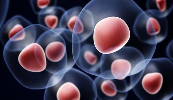 Η έλλειψη βλαστοκυττάρων στην μήτρα υπεύθυνη για τις συνεχείς αποβολές