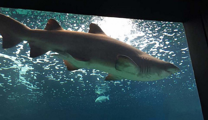 «Βουτιά» στο ενυδρείο Κρήτης -Τα «περίεργα» ψάρια και οι αγέρωχοι καρχαρίες που μαγνητίζουν τα βλέμματα [βίντεο]