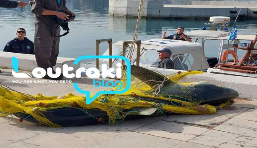 Λουτράκι Κορινθίας: Ψάρεψαν καρχαρία τριών μέτρων