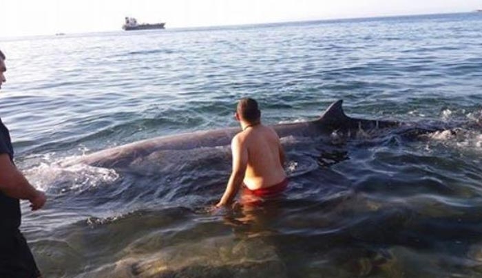 Κρήτη: Αυτή είναι η φάλαινα των 5 μέτρων που βγήκε στην ακτή – Η εξήγηση των ειδικών [pics]
