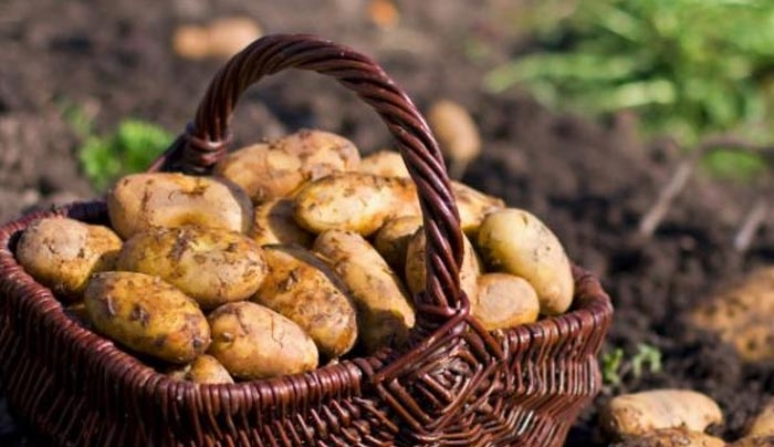 «Χορήγηση στρεμματικής ενίσχυσης για τους καλλιεργητές εαρινής πατάτας περιόδου 2016 – Αιτήσεις μέχρι  10 Μαρτίου 2016»