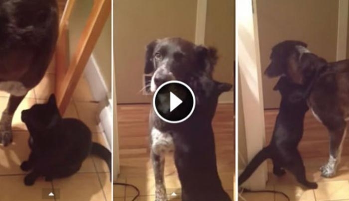 Ο σκύλος έλειπε από το σπίτι για δέκα μέρες - Όταν η γάτα τον ξαναείδε... απίστευτο! (Βίντεο)