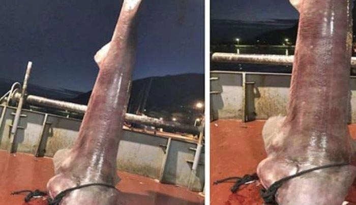 Έπιασαν καρχαρία τεσσάρων μέτρων στον Αστακό Αιτωλοακαρνανίας