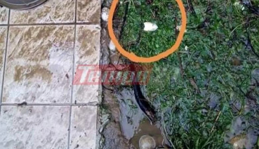 Κακοκαιρία στην Πάτρα: Οι... σουπιές βγήκαν στη στεριά! [εικόνες]
