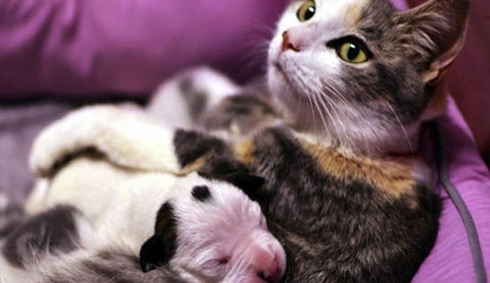 Αυτό το νεογέννητο κουτάβι ήταν έτοιμο να πεθαίνει. Δείτε τότε, τι έκανε αυτή η γάτα! (Βίντεο)