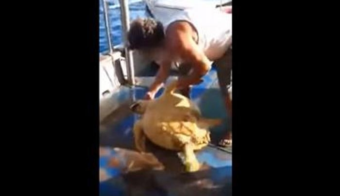 Στα «δίχτυα» της Δικαιοσύνης ο ψαράς που κακοποίησε χελώνα και ανέβασε το «κατόρθωμα» στο Facebook (ΒΙΝΤΕΟ)