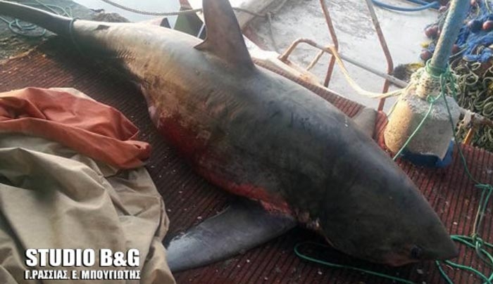 Αναστάτωση στη Νέα Κίο από καρχαρία 4 μέτρων! (φωτό)