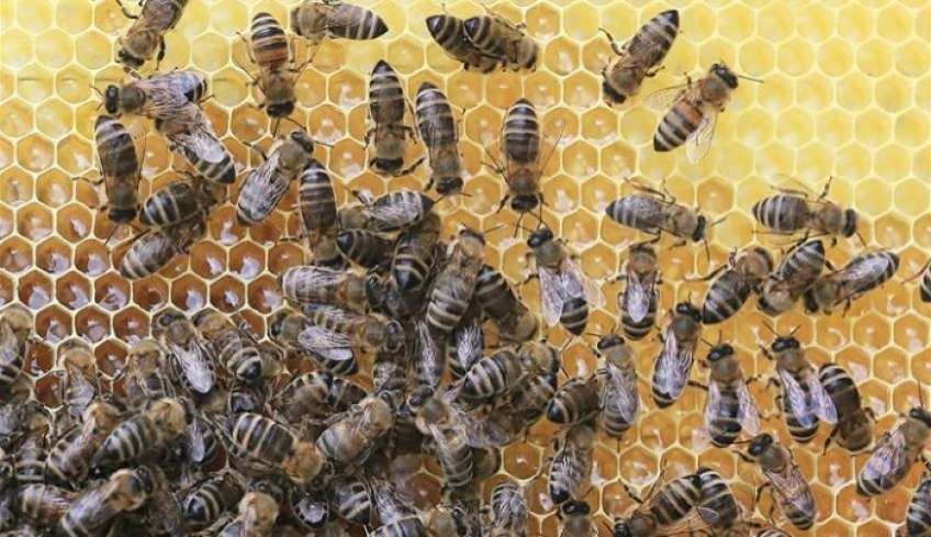 Μελισσοκομία: Καθορίστηκε η ενίσχυση των Μικρών Νησιών του Αιγαίου