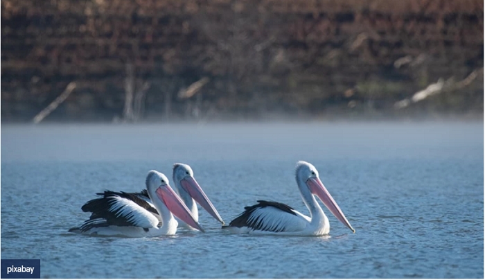 Ανησυχία για τη γρίπη των πτηνών: Μαζικοί θάνατοι αργυροπελεκάνων στη Μικρή Πρέσπα και σε άλλες λίμνες