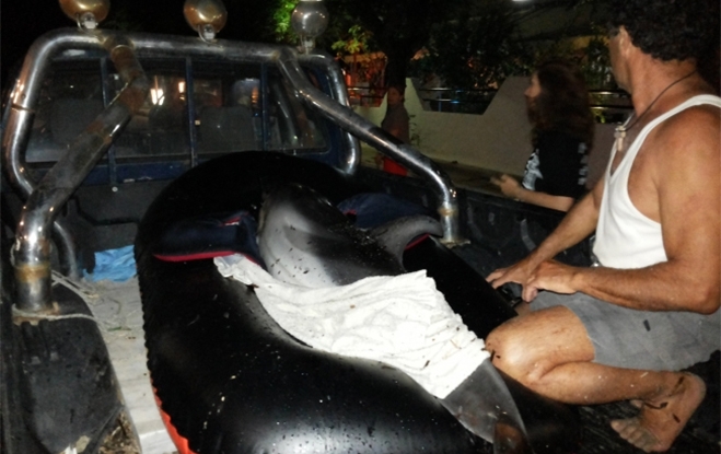«Δεν τα κατάφερε» τελικά το μωρό δελφίνι στο Τιγκάκι