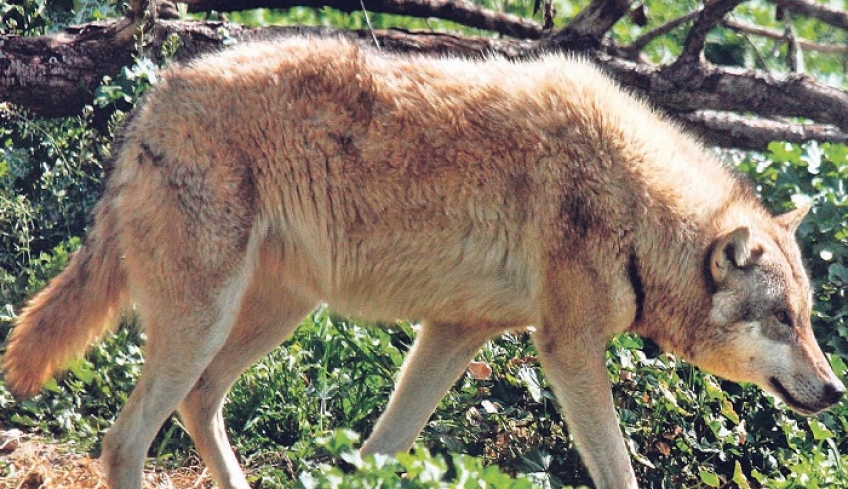 Λύκοι απειλούν τα ελάφια της Πάρνηθας – Τι δείχνει μελέτη αποκάλυψη