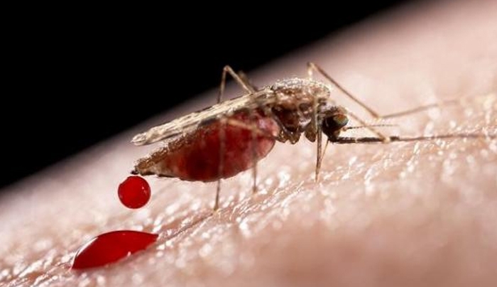 Κουνούπια: Ποιες ασθένειες μεταδίδουν;