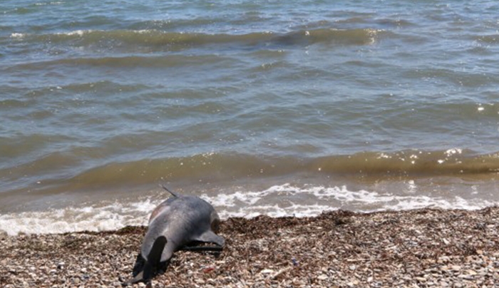Ξεβράστηκε νεκρό δελφίνι σε παραλία του Ηρακλείου