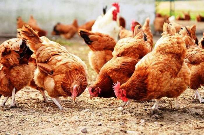 ΗΠΑ: «Πράσινο φως» για το πρώτο εργαστηριακό κρέας πουλερικών για ανθρώπινη κατανάλωση έδωσε η FDA