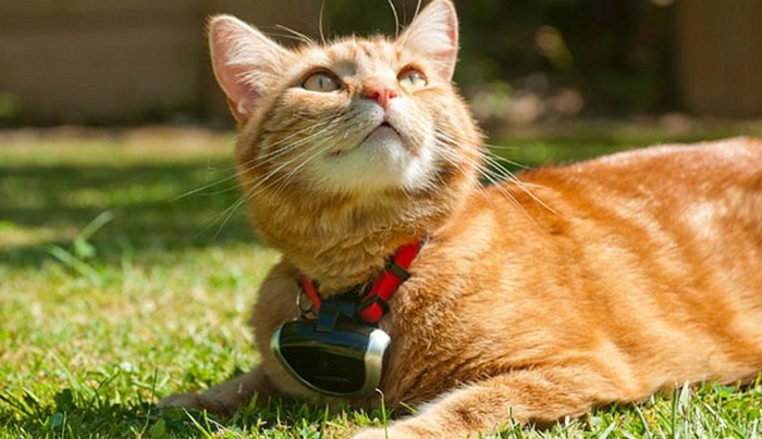 ΘΑΝΑΤΩΝΟΥΝ 2 εκατομμύρια γάτες στην Αυστραλία- Τις θεωρούν επιβλαβή παράσιτα!