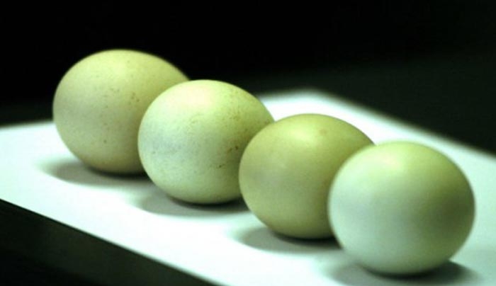 Τα έκανε... ομελέτα - Δείτε τι συνέβη όταν 100.000 αυγά χύθηκαν στο δρόμο! (Βίντεο)