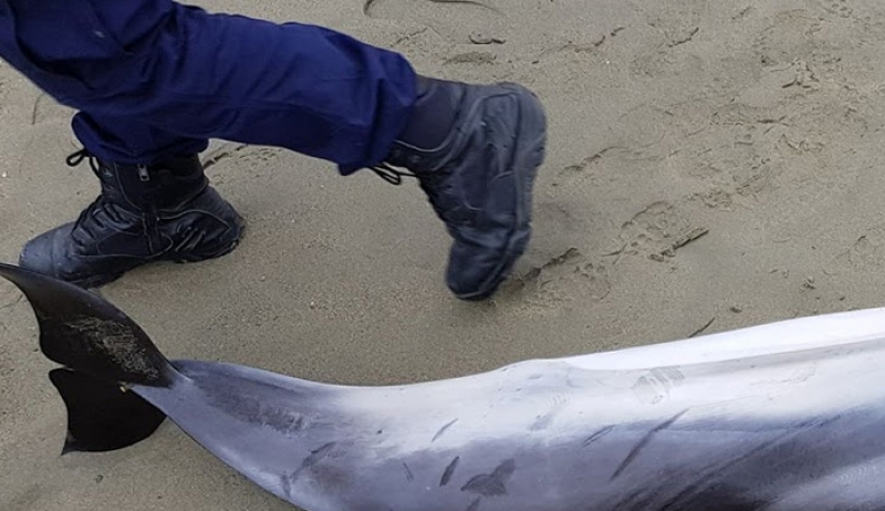 Βρέθηκε νεκρό δελφίνι στο Τιγκάκι