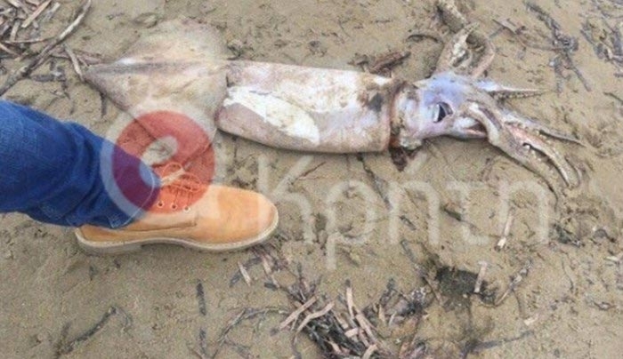 Βρήκαν καλαμάρι γίγας σε παραλία του Ρεθύμνου - ΦΩΤΟ
