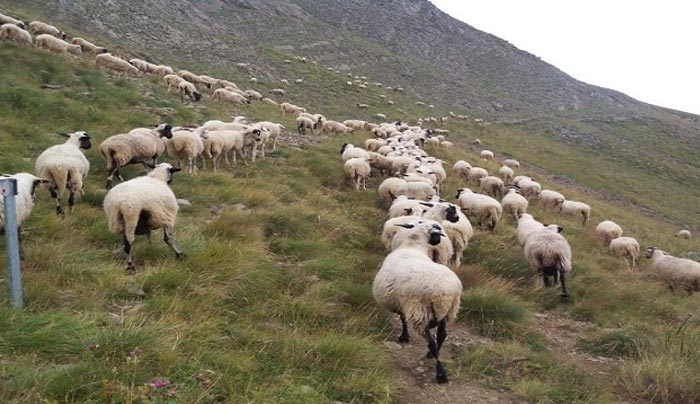 Διαχείριση των ανεπιτήρητων παραγωγικών ζωνών της Νήσου Κω