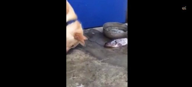 Συγκλονιστικό στιγμιότυπο τρυφερότητας: Σκυλάκι ρίχνει νερό με τη μουσούδα του σε νεκρά ψάρια για να τα ζωντανέψει