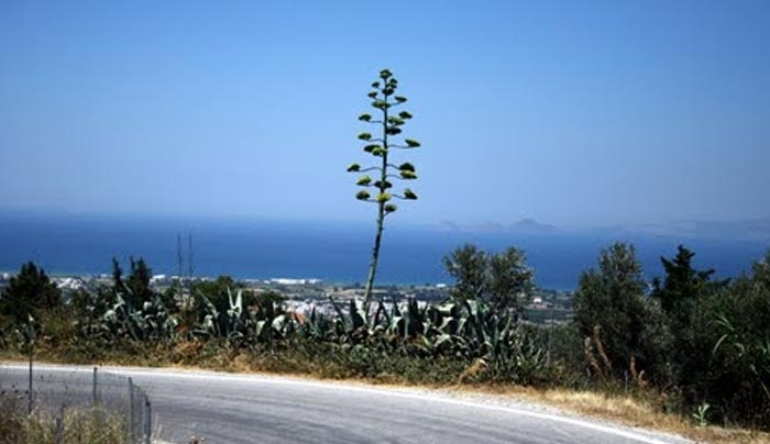 «Συντήρηση επαρχιακού οδικού δικτύου Ασφενδίου – Πυλί νήσου Κω», προϋπολογισμού 700.000 ευρώ από την ΠΕΡΙΦΕΡΕΙΑ ΝΟΤΙΟΥ ΑΙΓΑΙΟΥ